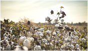 >Ralph Lauren Releases 2025 Global Citizenship & Sustainability Report